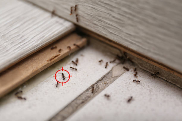 Best Flea Control Services  in Rosenberg, TX