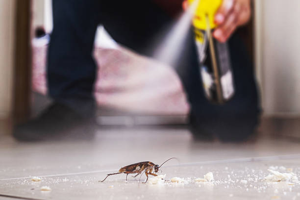 Best Insect Control  in Rosenberg, TX